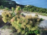 Cotinus coggygria. Плодоносящее растение. Краснодарский край, МО г. Анапа, окр. с. Сукко, Черноморское побережье Кавказа, п-ов Абрау, Муркин перевал. 10.06.2019.