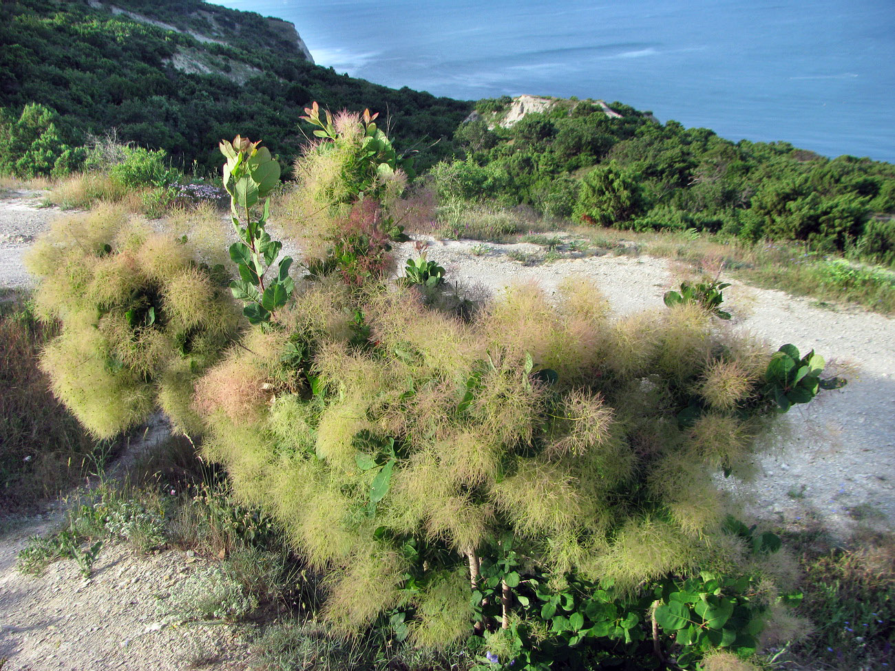 Image of Cotinus coggygria specimen.