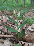 Cephalanthera damasonium