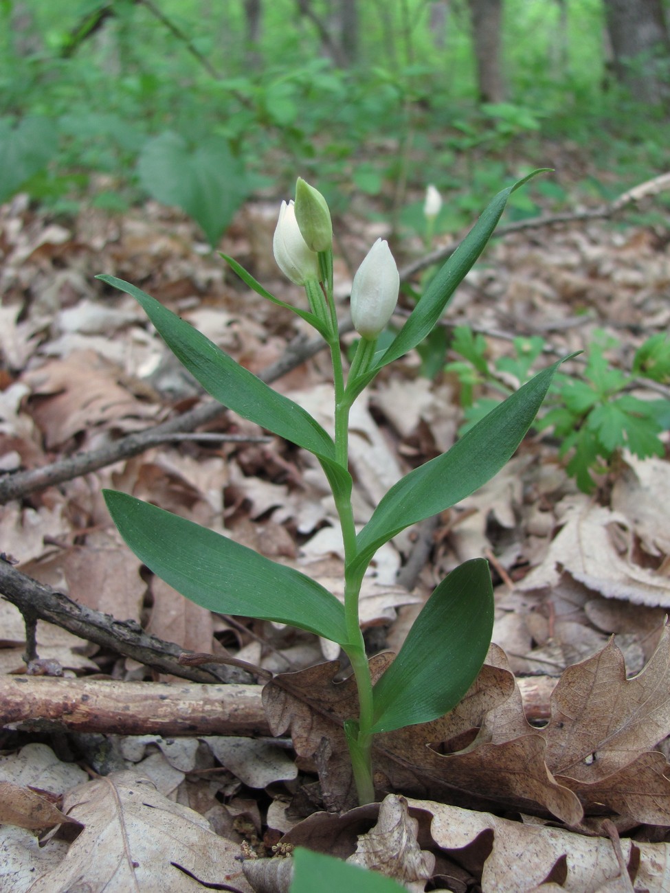 Изображение особи Cephalanthera damasonium.