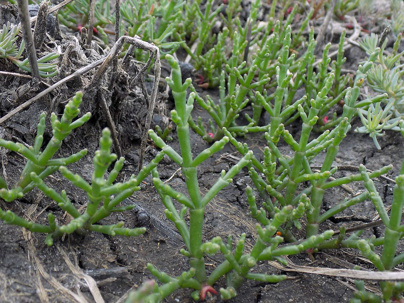 Изображение особи род Salicornia.