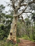 Eucalyptus racemosa