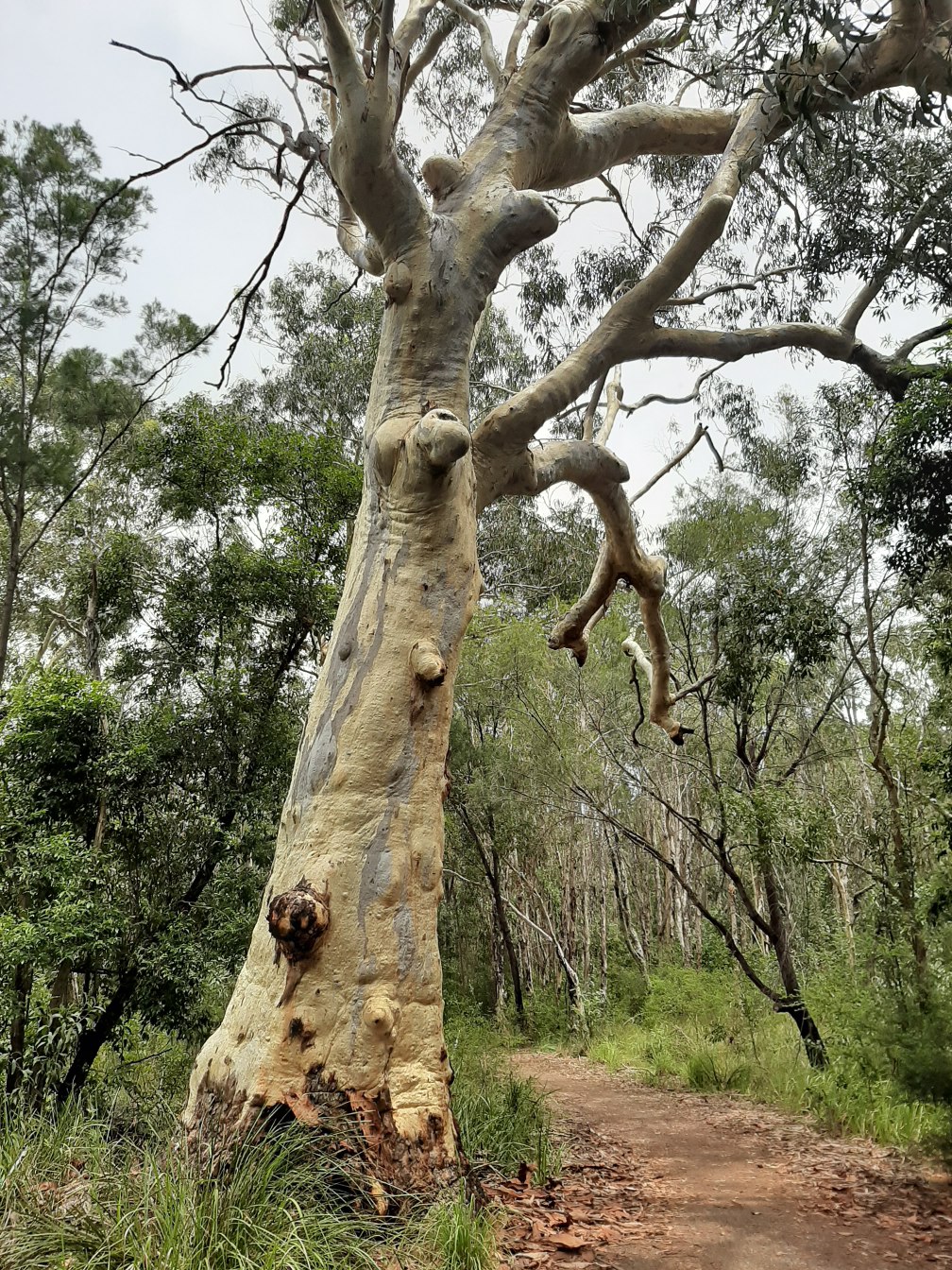 Image of Eucalyptus racemosa specimen.