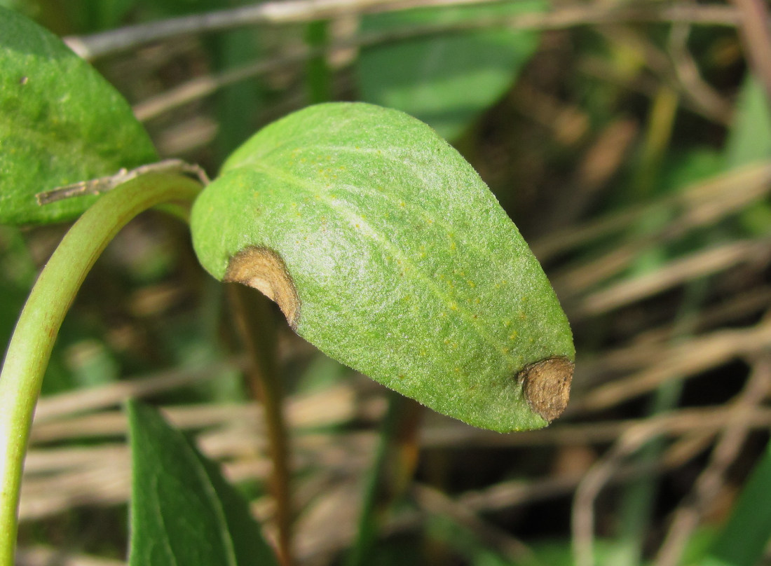 Image of Vinca herbacea specimen.