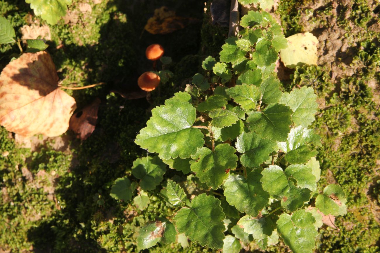 Image of Betula pubescens specimen.