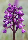 Anacamptis morio subspecies caucasica. Соцветие. Крым, Керченский п-ов, Приазовье, Караларская степь, степной склон. 6 мая 2021 г.