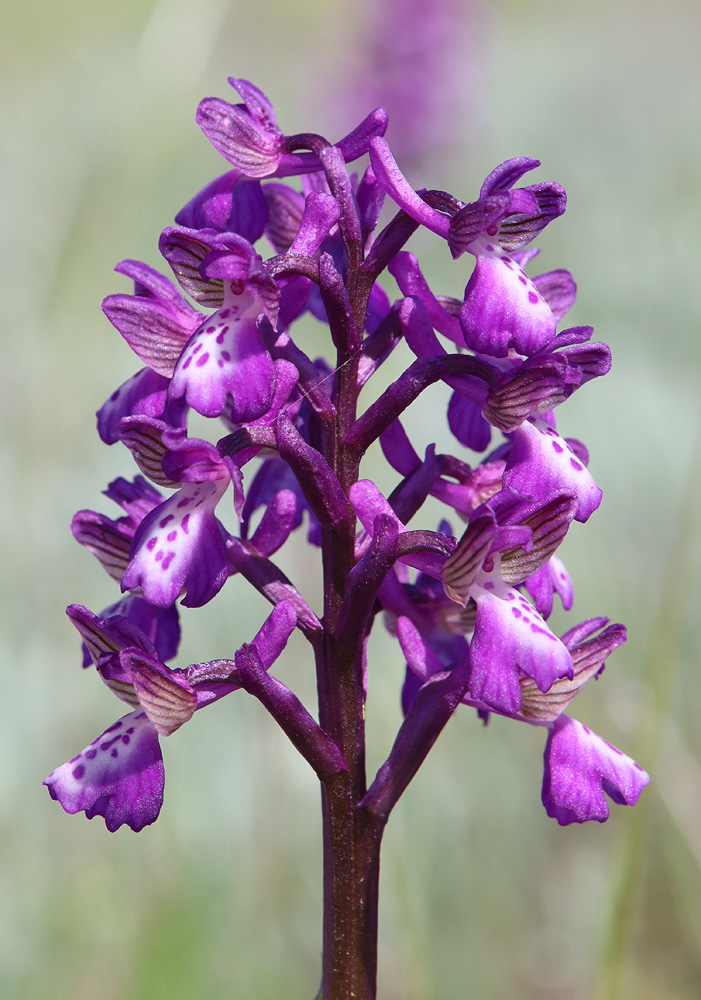 Image of Anacamptis morio ssp. caucasica specimen.