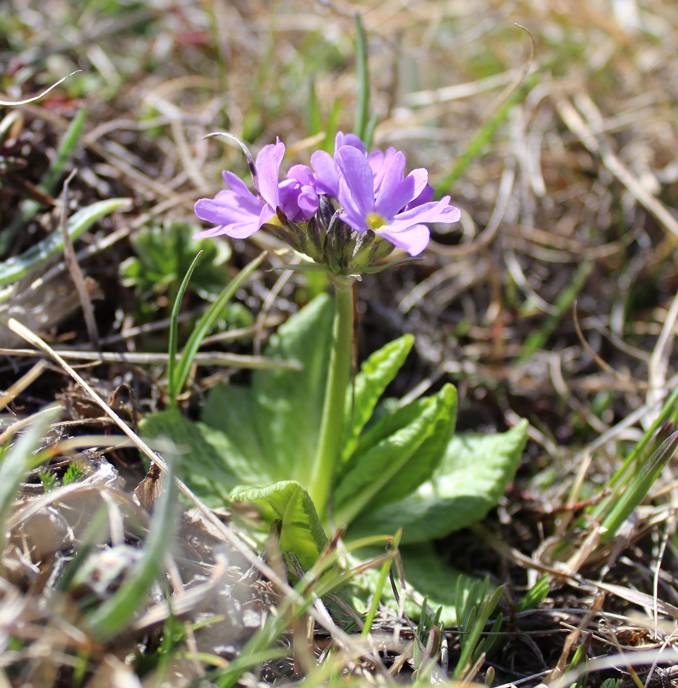 Image of Primula algida specimen.