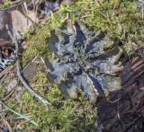 genus Peltigera. Слоевище. Пермский край, Лысьвенский р-н, долина р. Чусовая, камень Новикова, хвойный лес, на гниющей древесине. 05.05.2021.