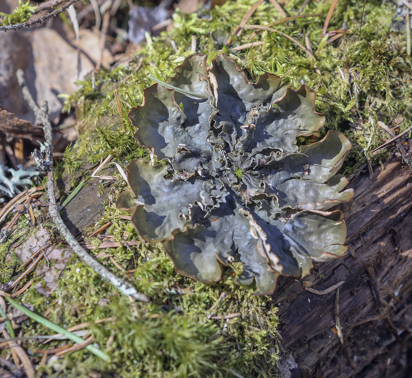 Image of genus Peltigera specimen.