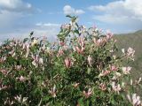 Lonicera tatarica. Ветви цветущего растения (= Lonicera karataviensis Pavlov). Казахстан, хр. Сырдарьинский Каратау, верховья ущ. Беркара, ≈ 1350 м н.у.м., скалистый склон юго-вост. экспозиции, locus classicus Lonicera karataviensis. 27 мая 2021 г.