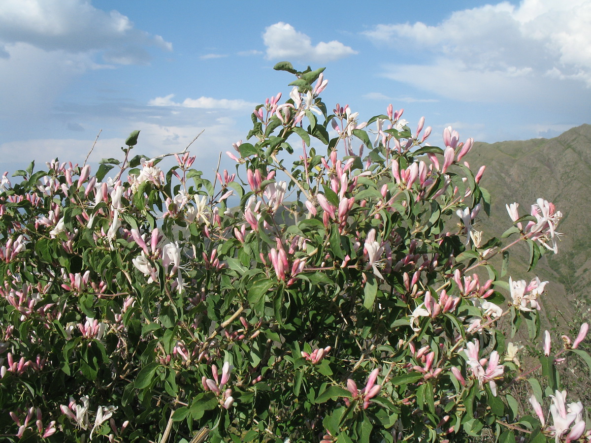 Image of Lonicera tatarica specimen.