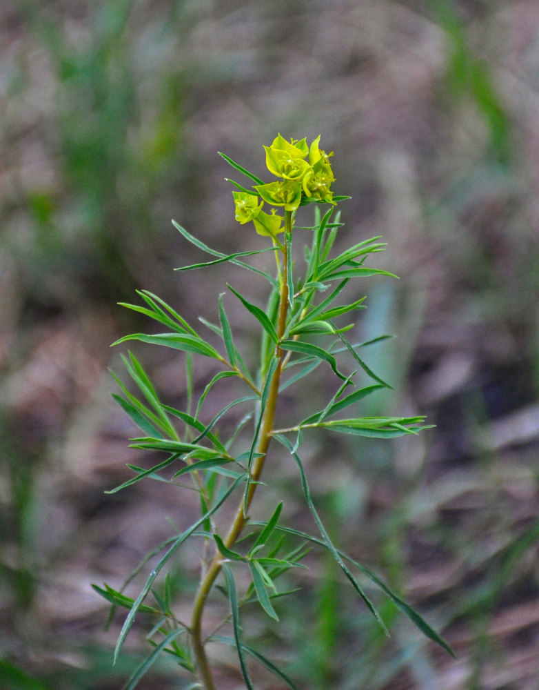 Изображение особи Euphorbia uralensis.