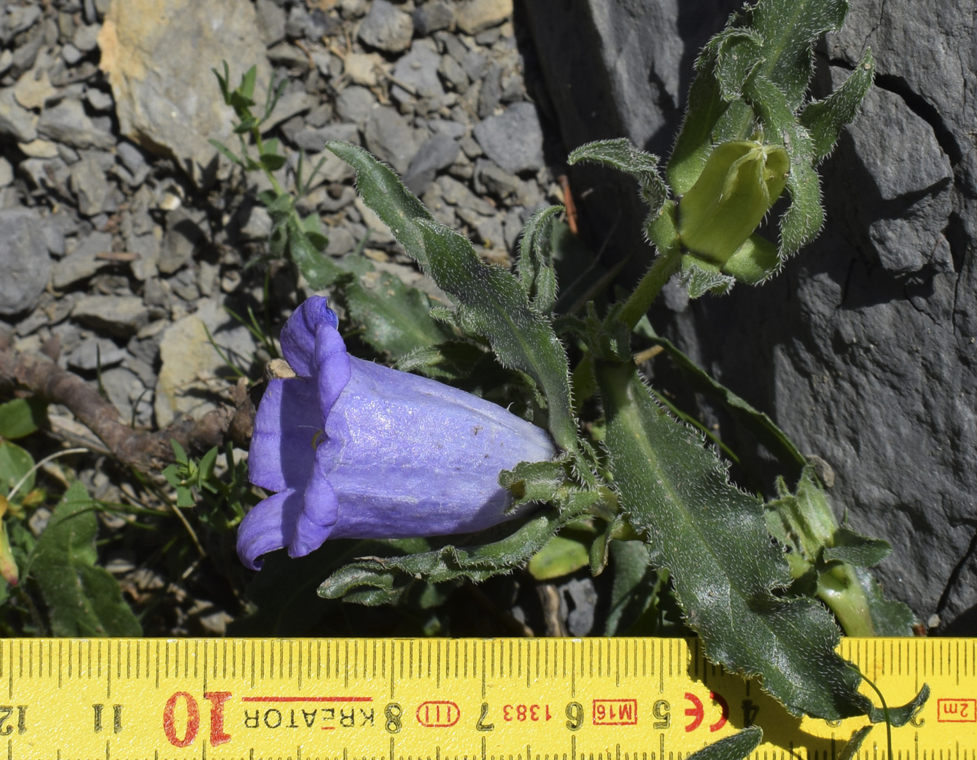 Изображение особи Campanula speciosa.