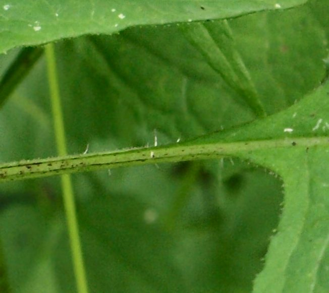 Image of Prenanthes tatarinowii specimen.