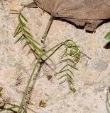 Vicia palaestina