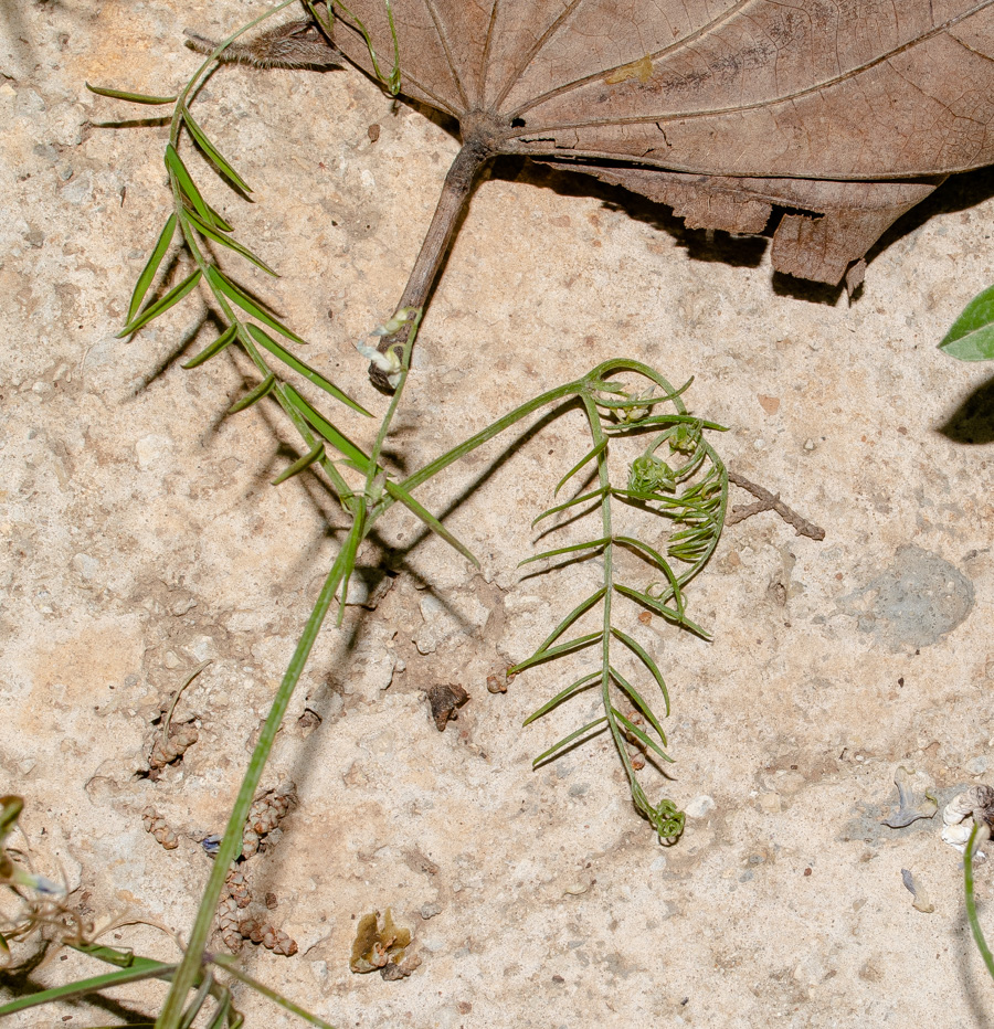 Image of Vicia palaestina specimen.