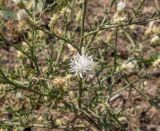 Centaurea diffusa