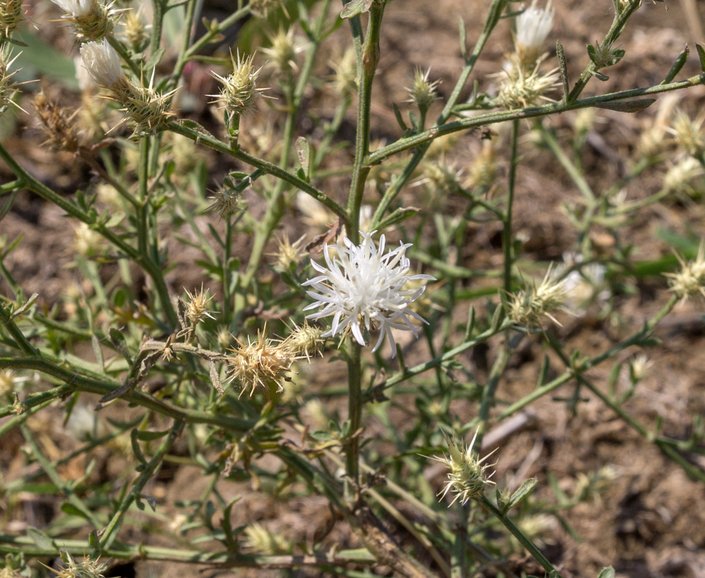 Image of Centaurea diffusa specimen.