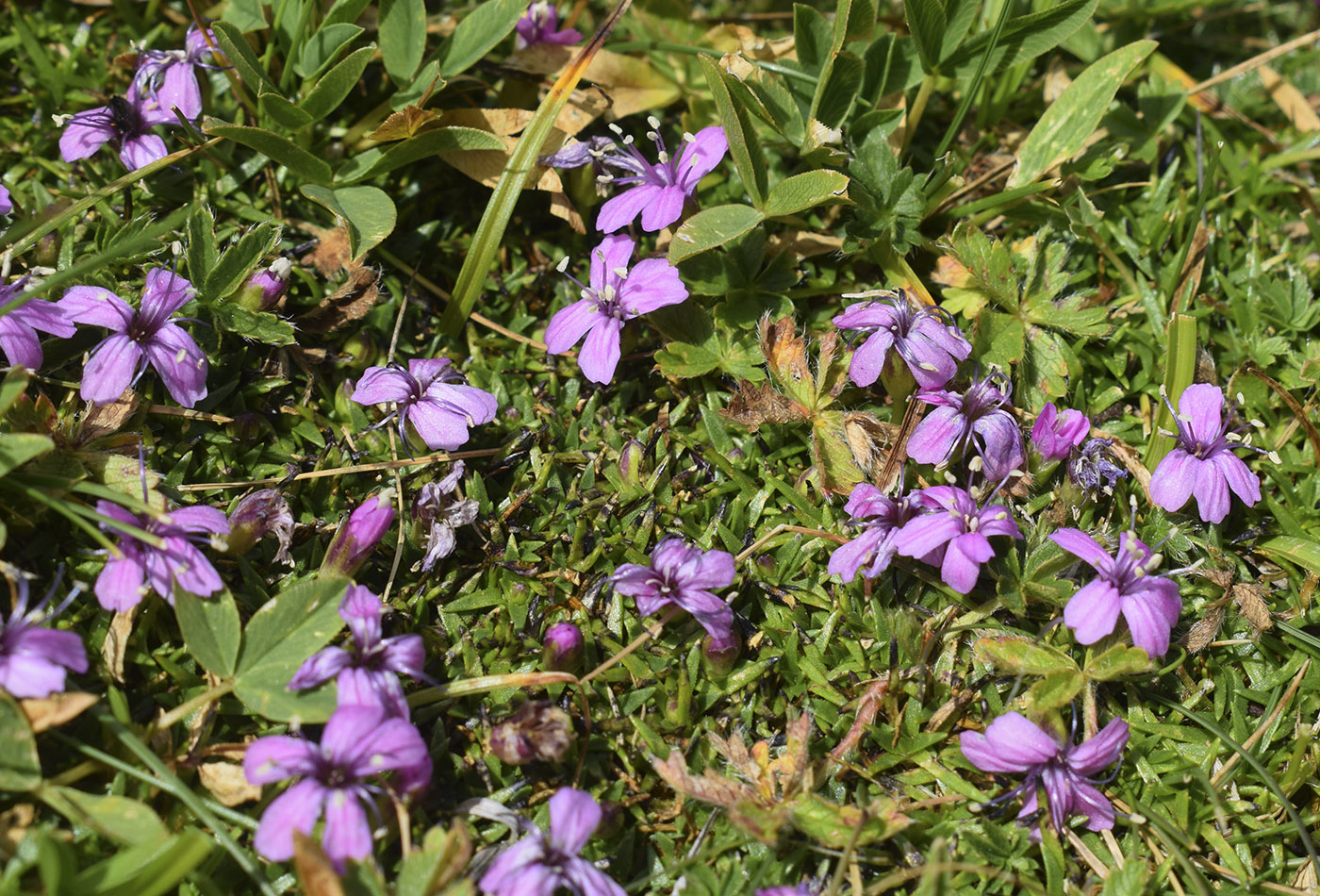 Изображение особи Silene acaulis.