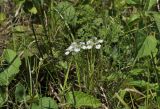 Nigella arvensis