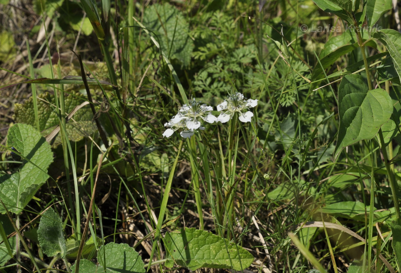 Изображение особи Nigella arvensis.