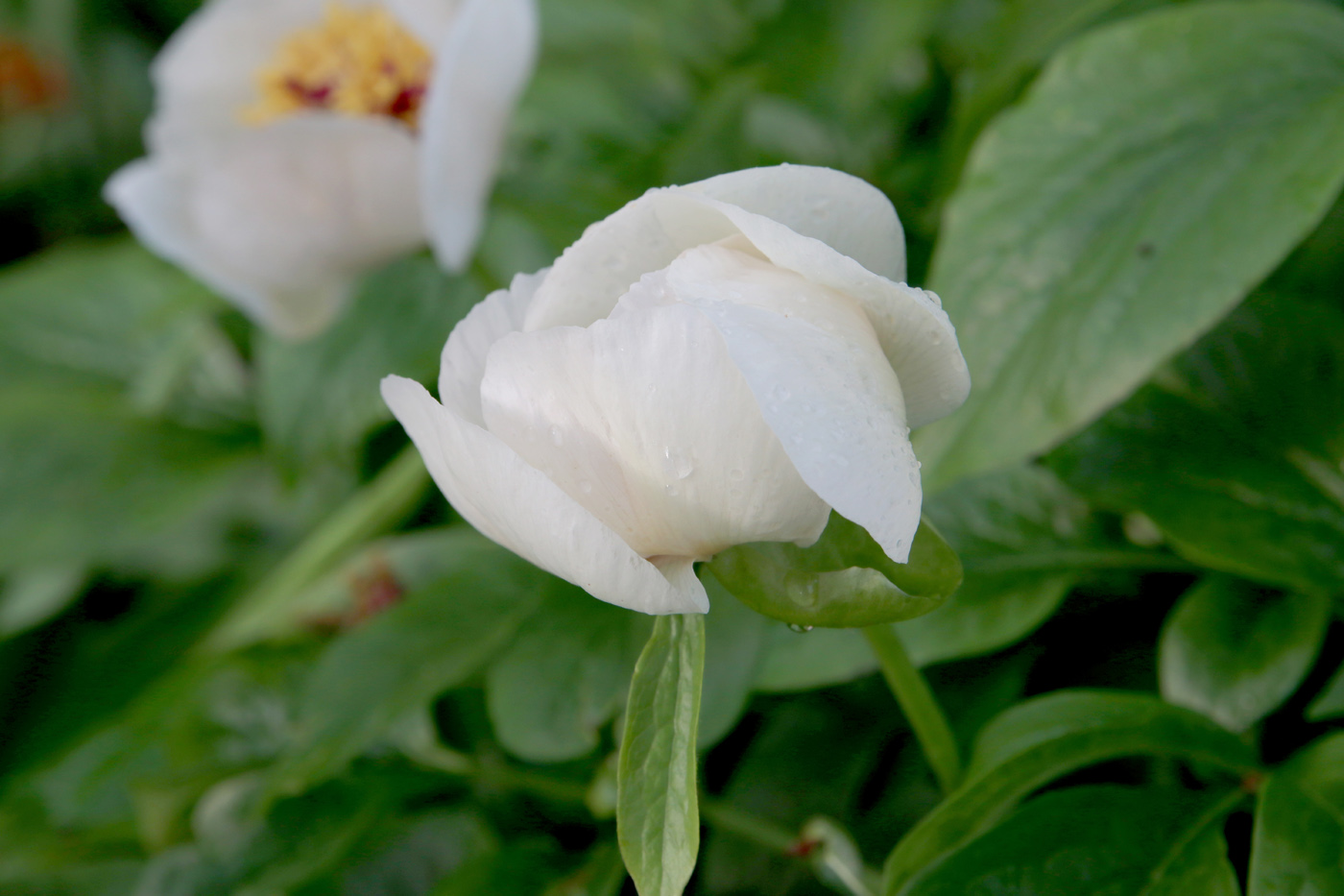 Image of Paeonia wittmanniana specimen.