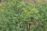 Malus orientalis
