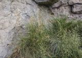 genus Poa