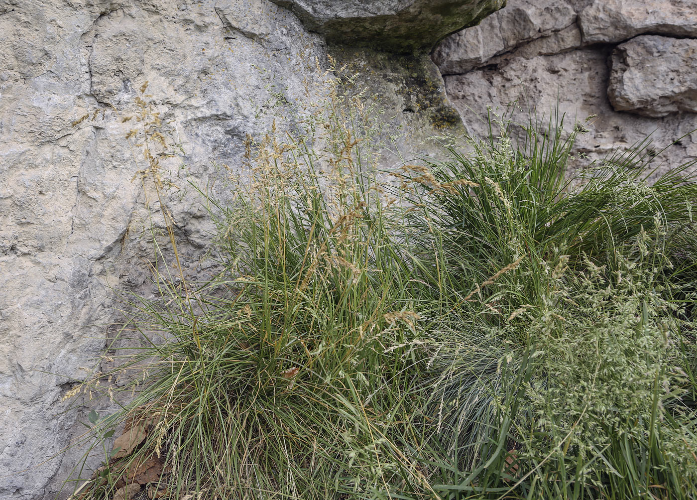 Image of genus Poa specimen.