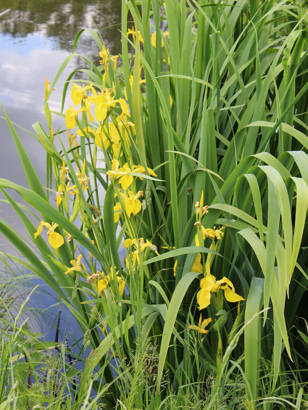 Image of Iris pseudacorus specimen.