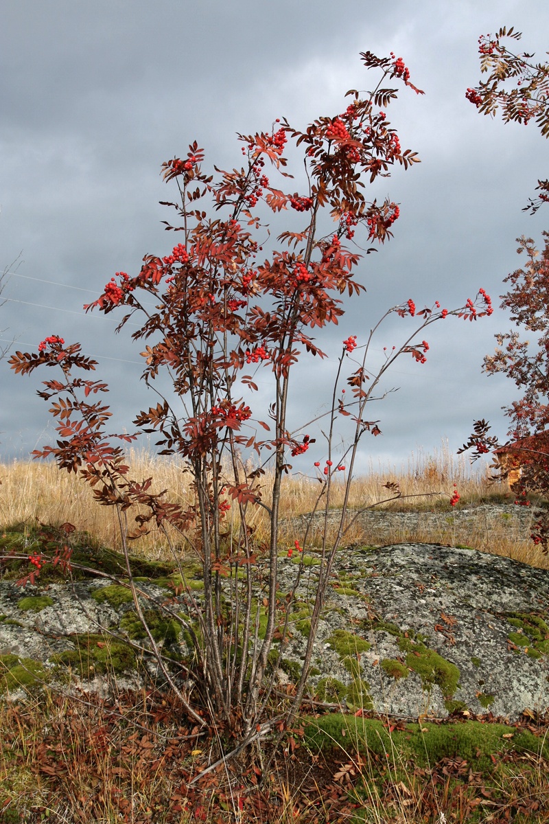 Image of Sorbus aucuparia specimen.