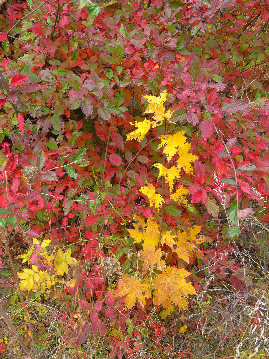 Image of Acer platanoides specimen.