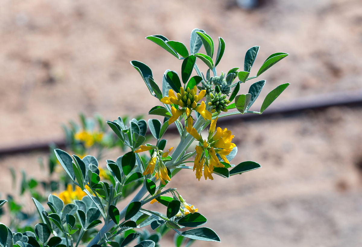 Изображение особи Medicago arborea.