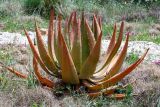 Aloe aculeata