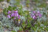 Pedicularis crassirostris. Цветущее растение. Республика Северная Осетия-Алания, Ирафский р-н, Большой Кавказ, правый склон долины безымянного левого притока р. Сардидон, стекающего с пер. Гуларвцек, ≈ 2860 м н.у.м., щебенистый склон. 07.07.2021.