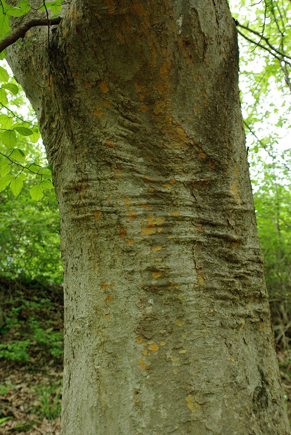 Image of Zelkova carpinifolia specimen.