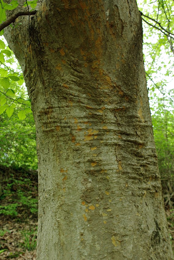 Изображение особи Zelkova carpinifolia.