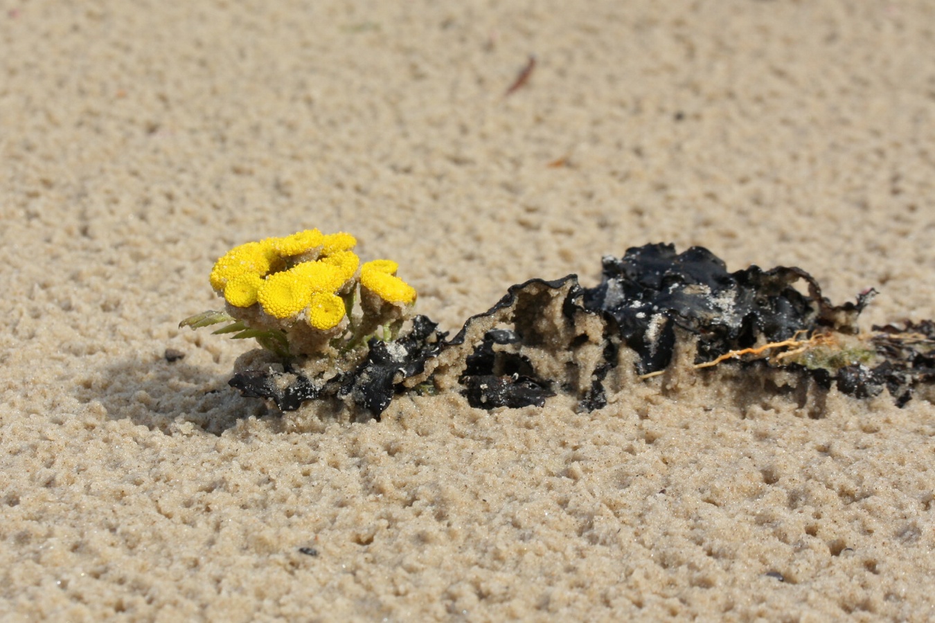 Image of Tanacetum vulgare specimen.