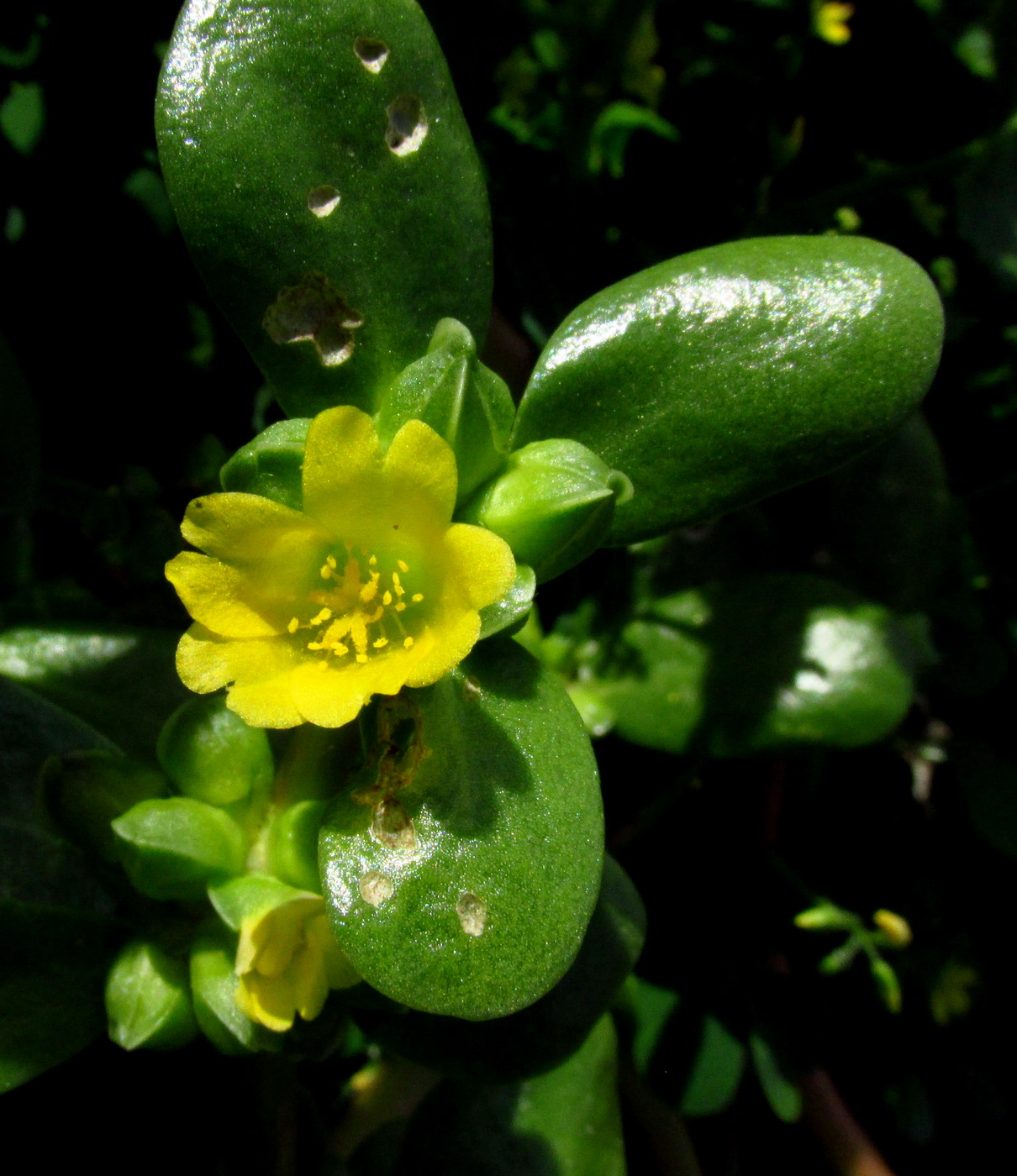 Изображение особи Portulaca oleracea.