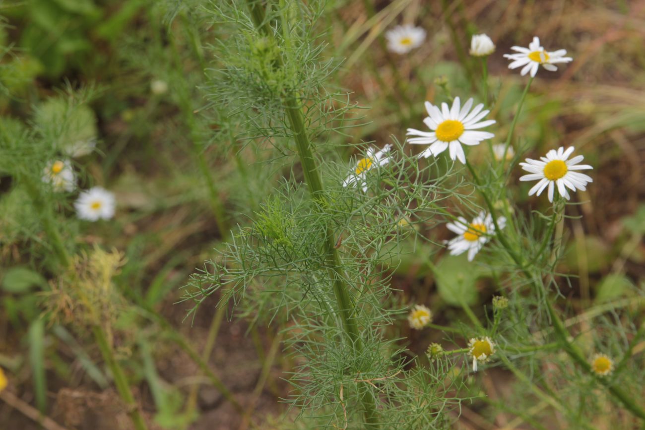 Изображение особи Tripleurospermum inodorum.