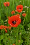 Papaver rhoeas