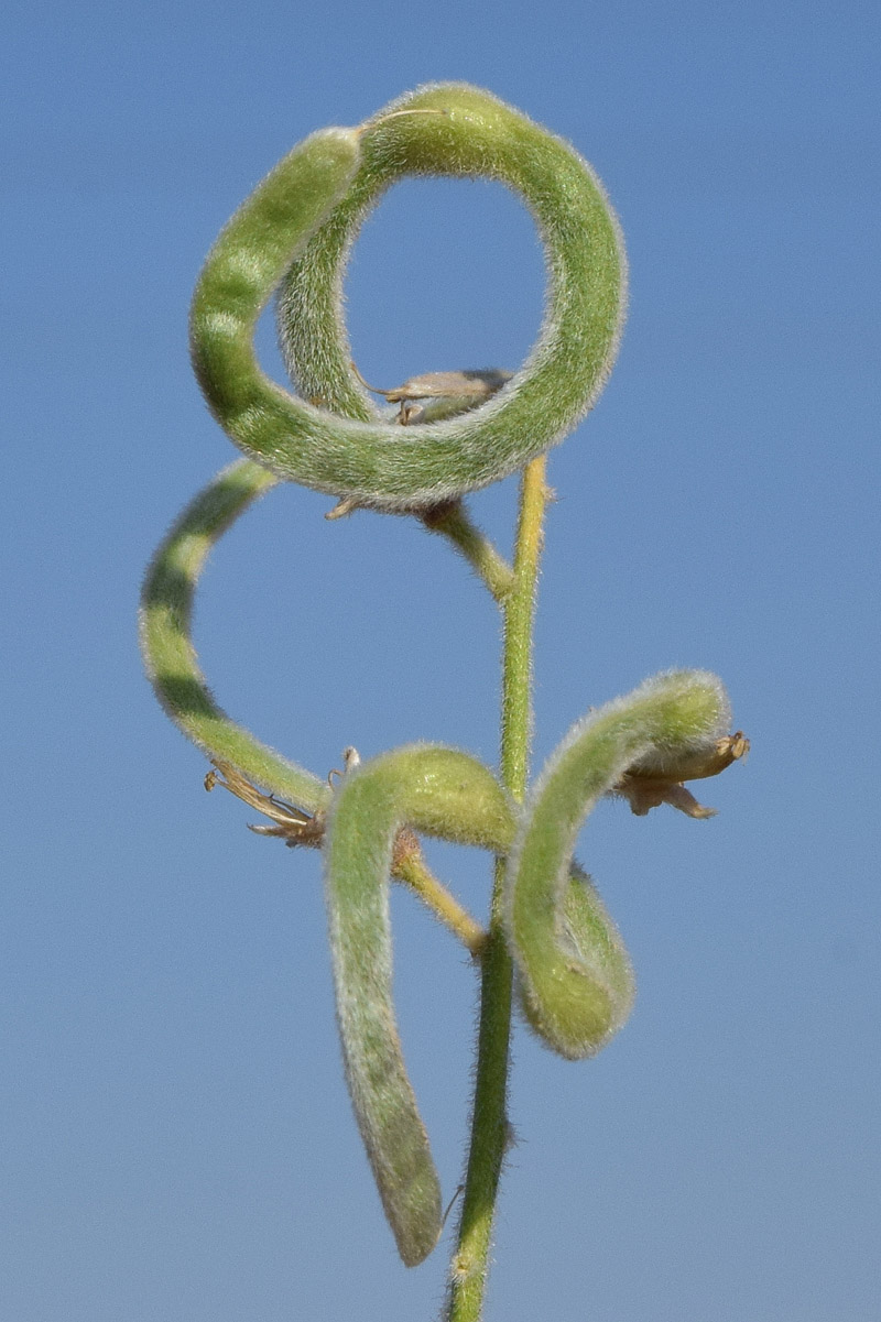 Изображение особи Ammothamnus lehmannii.