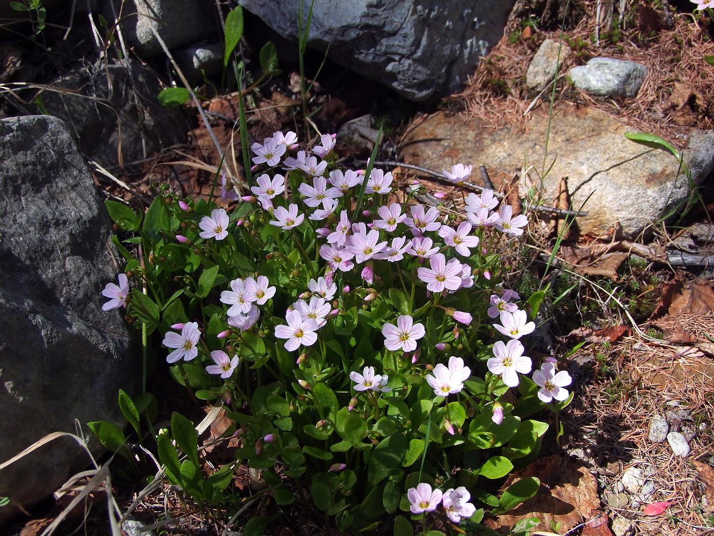 Image of Claytonia sarmentosa specimen.