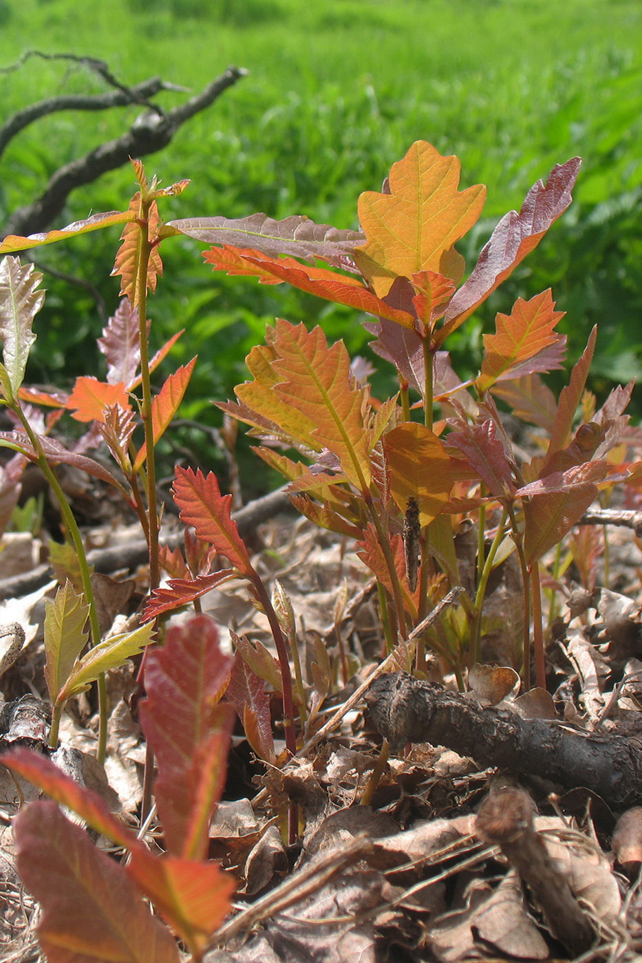 Image of Quercus robur specimen.