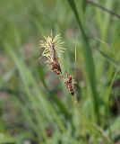 Carex supina