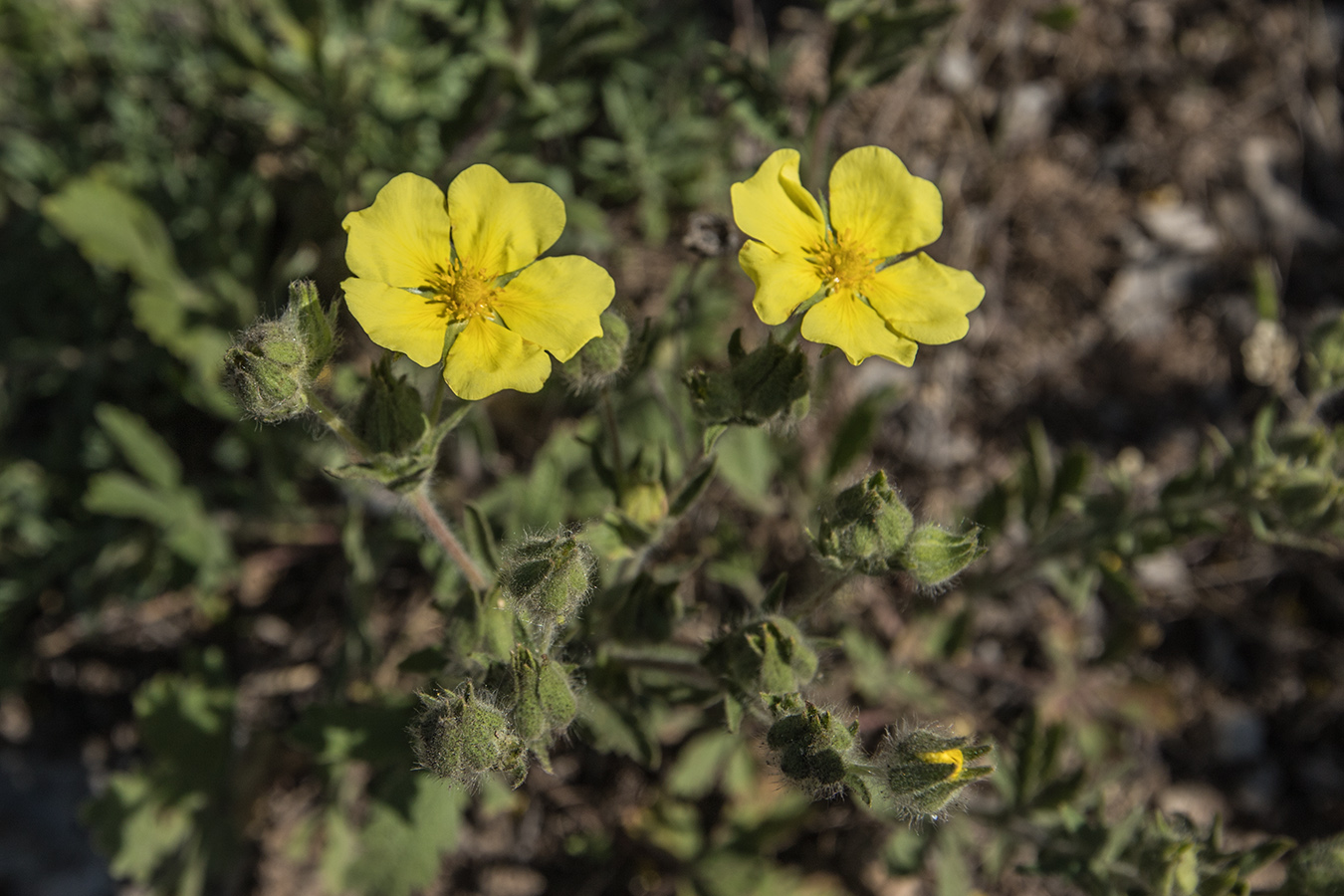 Изображение особи Potentilla astracanica.