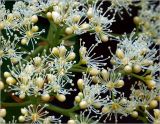 Hydrangea petiolaris