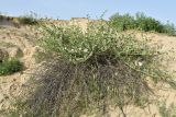 Capparis herbacea. Цветущее растение. Узбекистан, г. Самарканд, городище Афрасиаб, лёссовый холм. 9 мая 2022 г.