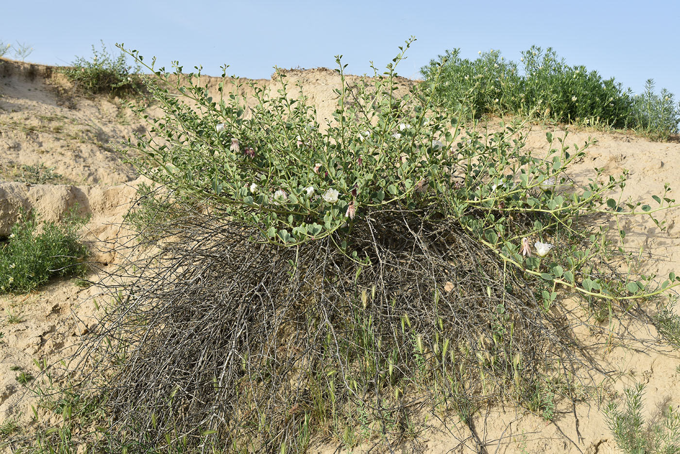 Изображение особи Capparis herbacea.